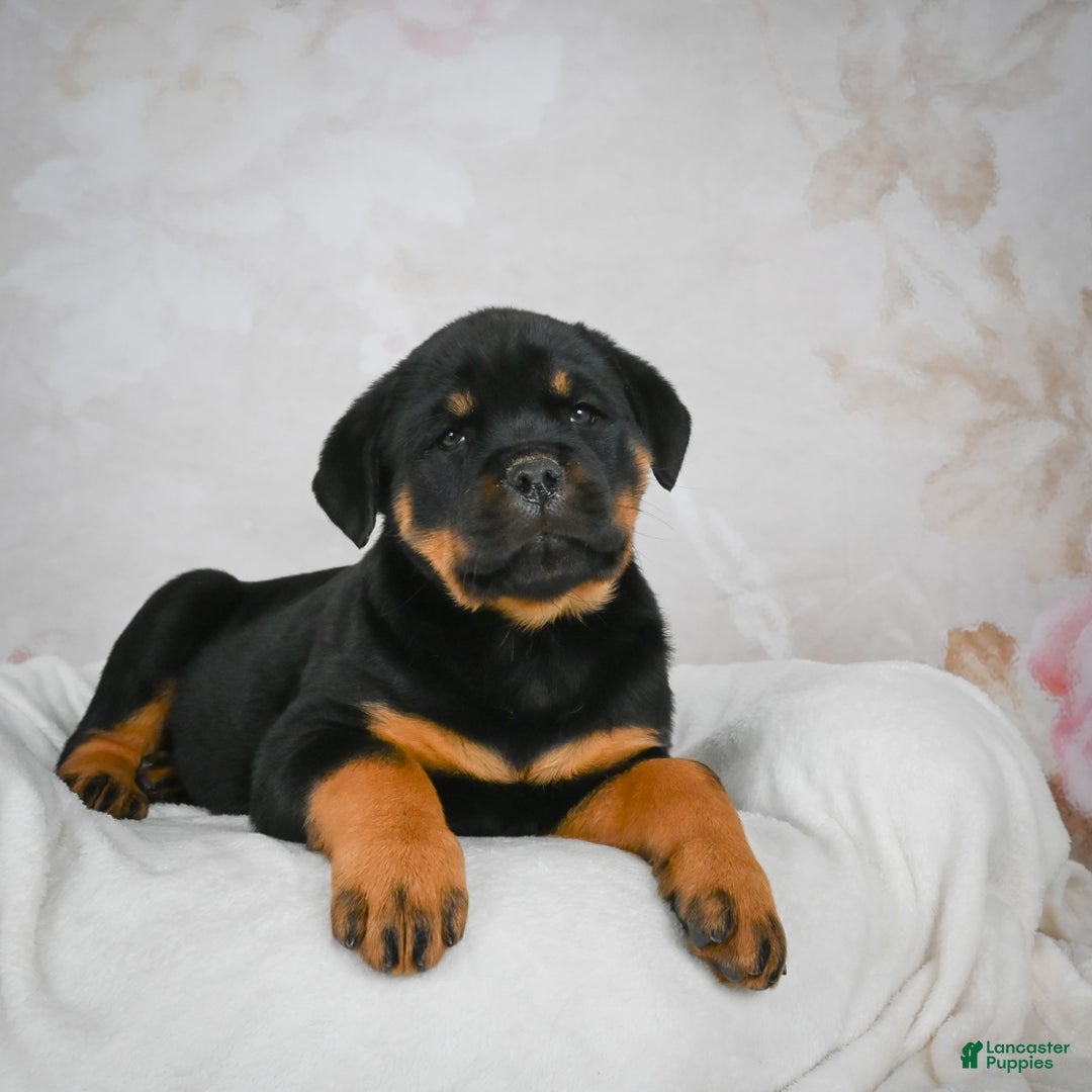 Rottweiler dogs for sale: Beretta - Ad 6