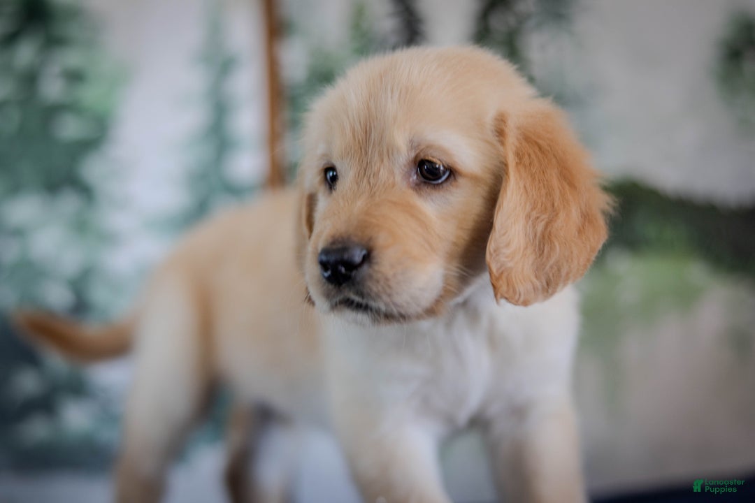 Golden Retriever dogs for sale: Yellow - Ad 6