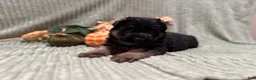 German Shepherd dogs for sale: Max - Ad 10