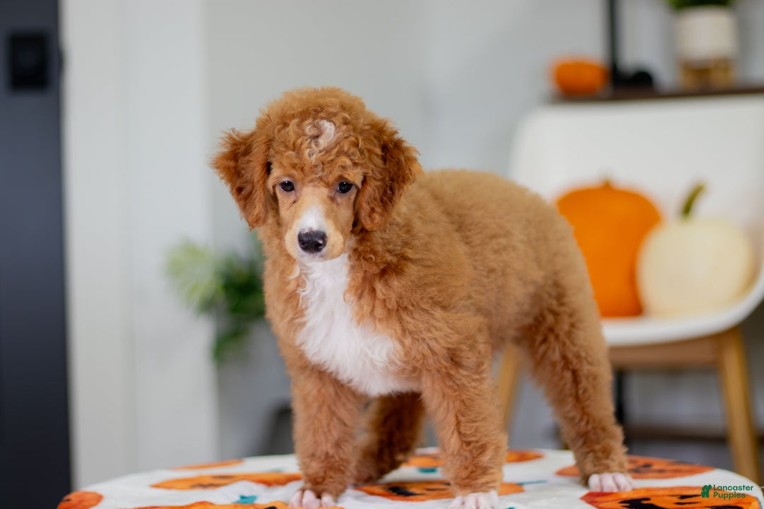 Toy Poodle dogs for sale: Wanda - Ad 10