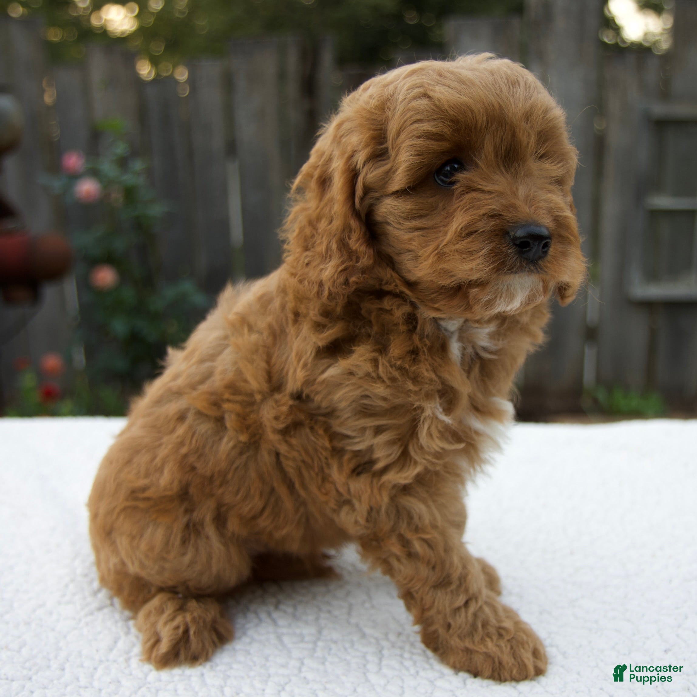 Cavapoo dogs Graham - Ad 2