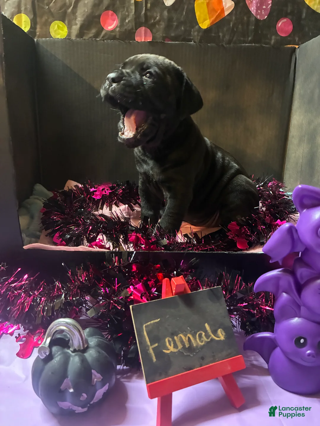 Cane Corso dogs for sale: Cane Corso 1 - Ad 1
