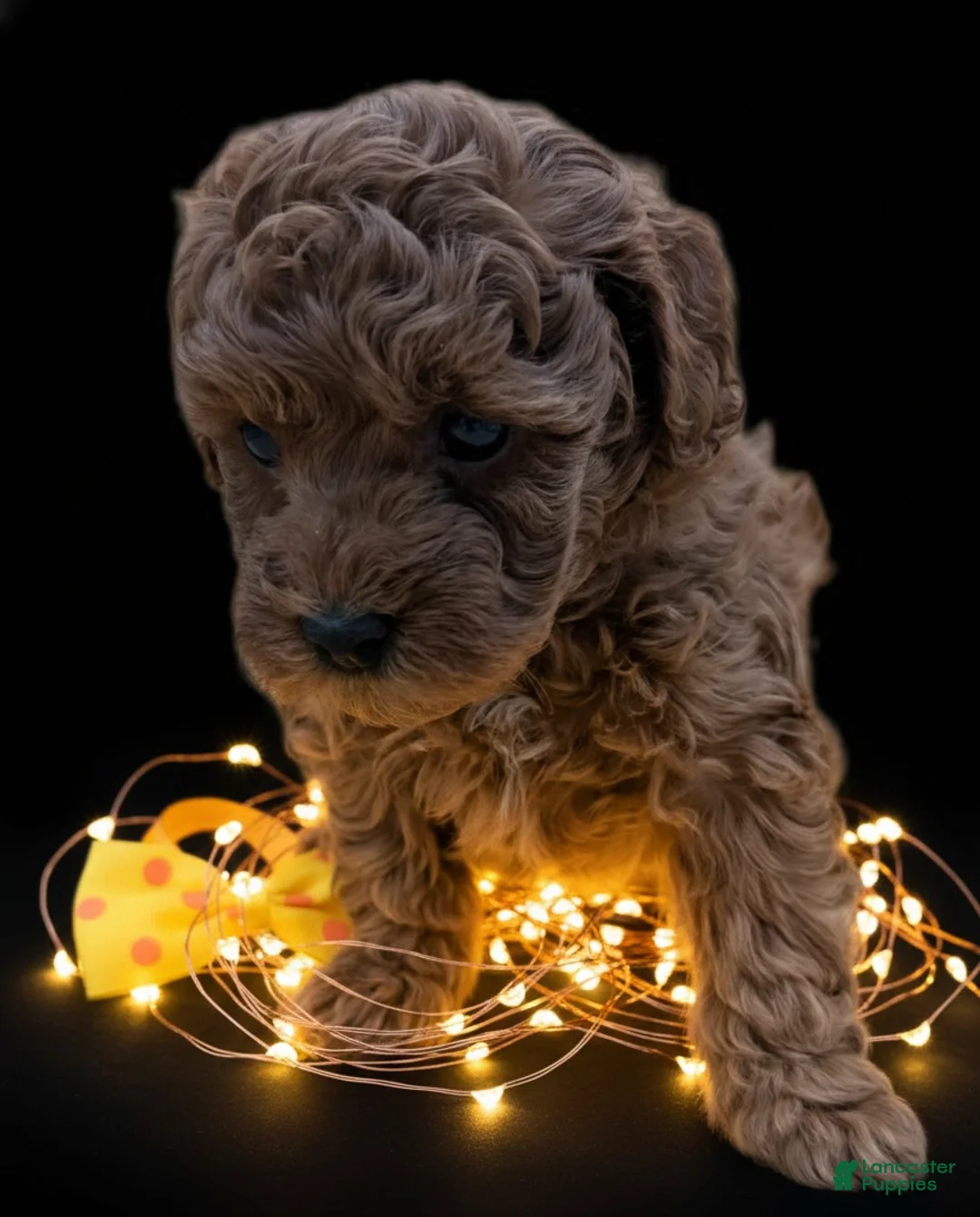 Toy Poodle dogs for sale: Toy Poodle Puppy 4 - Ad 18