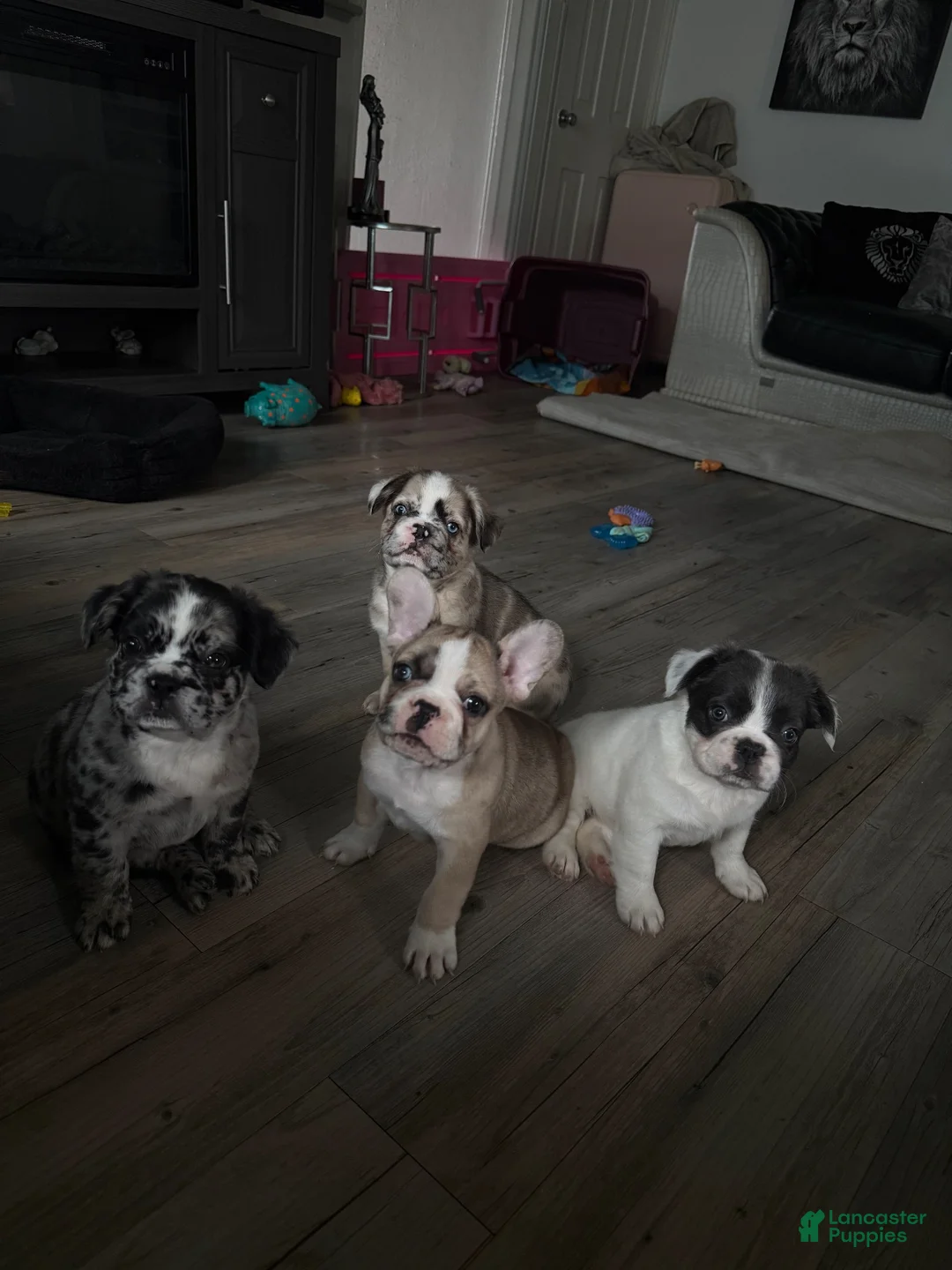 French Bulldog dogs for sale: Bear - Ad 3