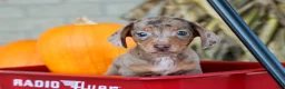 Miniature Dachshund dogs for sale:  Zion💙 - Ad 12