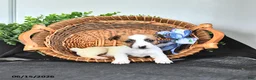 Jack Russell Terrier dogs for sale: Tessie - Ad 4