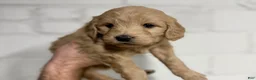 Mini Goldendoodle dogs for sale: Berry - Ad 2