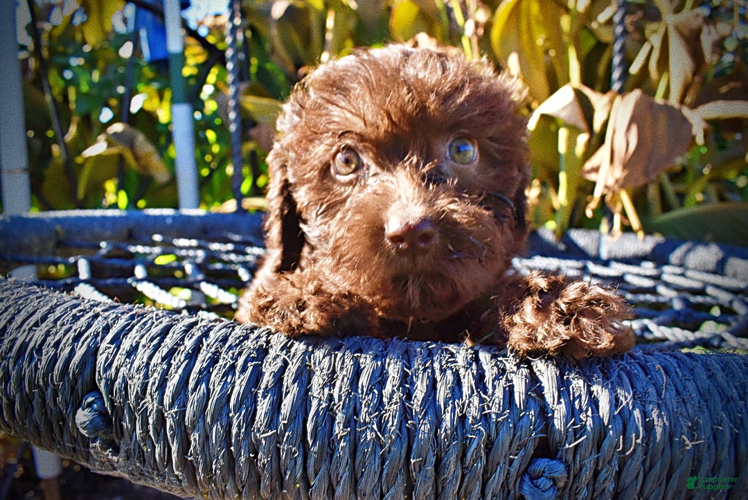 Havapoo dogs for sale: Itsy - Ad 2