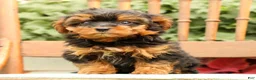 Morkie dogs for sale: Dawn - Ad 3