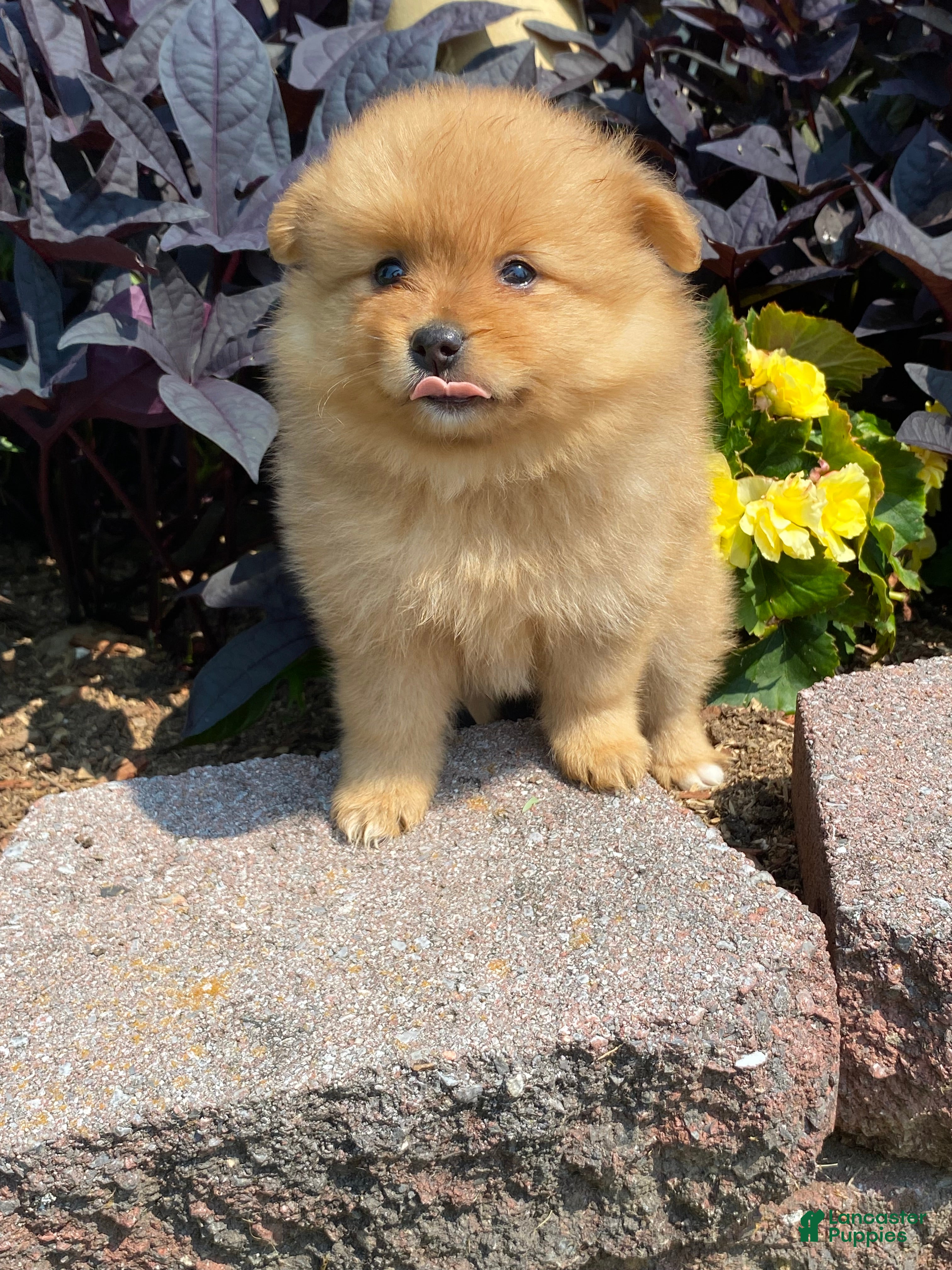 Pomeranian dogs for sale: Pomeranian 5 - Ad 2