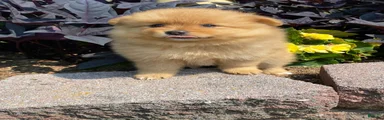 Pomeranian 5