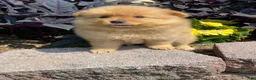Pomeranian dogs for sale: Pomeranian 5 - Ad 1