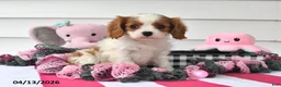 Cavalier King Charles Spaniel dogs for sale: Natasha - Ad 2