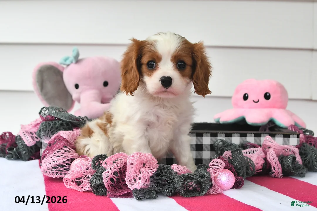 Cavalier King Charles Spaniel dogs for sale: Natasha - Ad 2