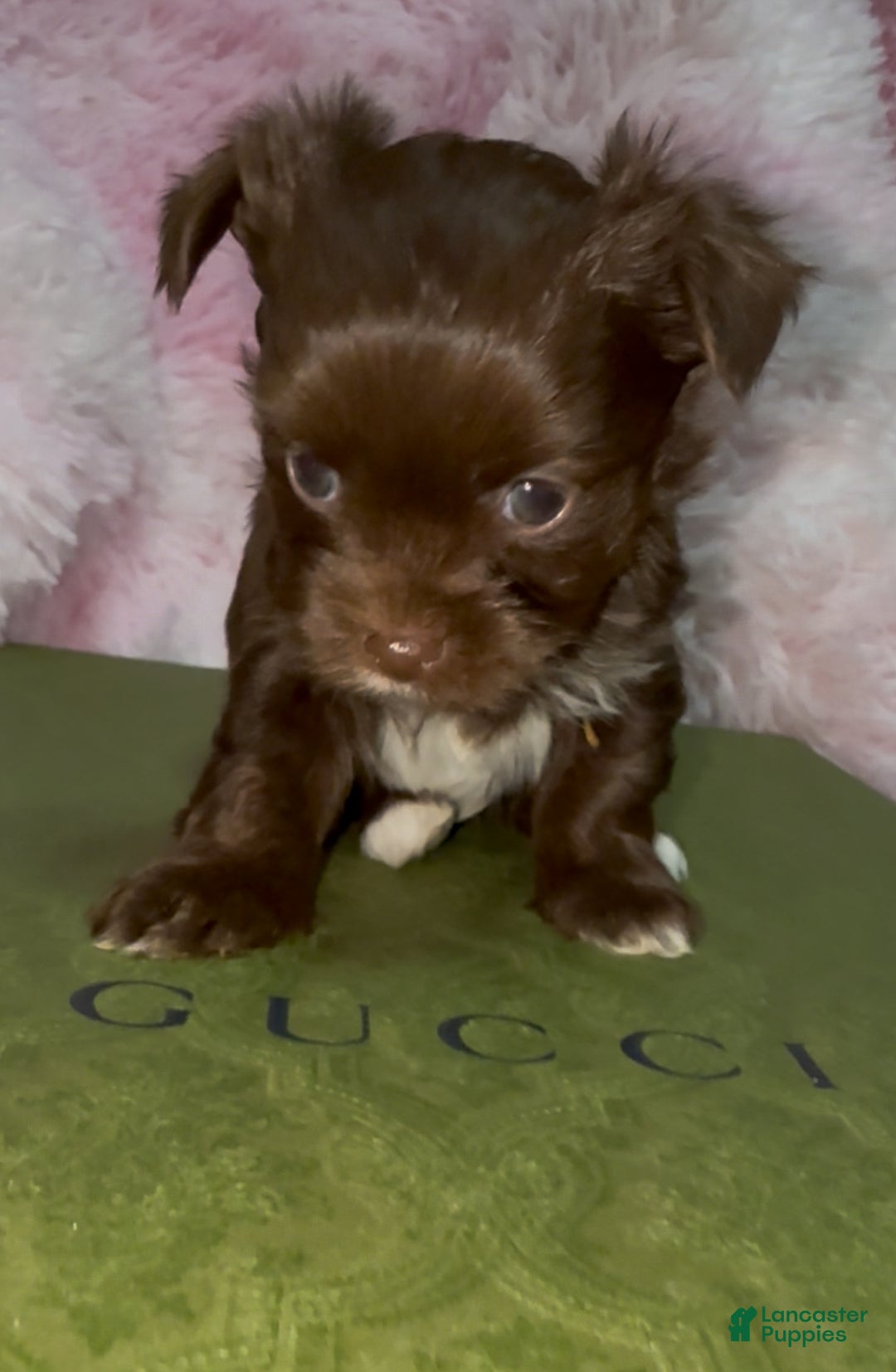 Yorkshire Terrier dogs for sale: Baby - Ad 6