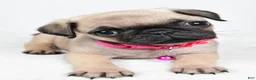 Pug dogs for sale: Angie - Ad 4