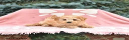 Maltipoo dogs for sale: Rocky - Ad 3