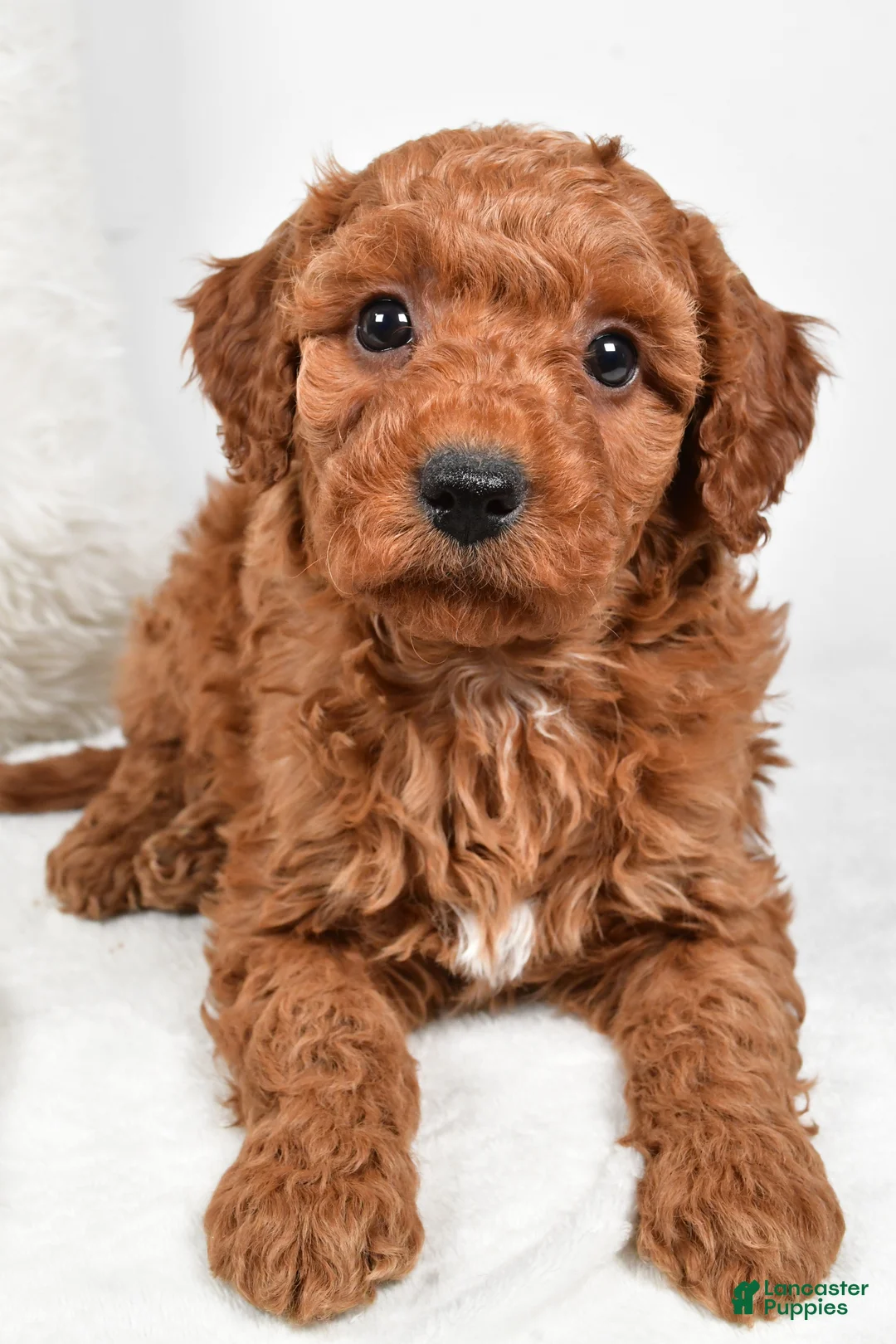 Mini Goldendoodle dogs for sale: Rowan - Ad 3