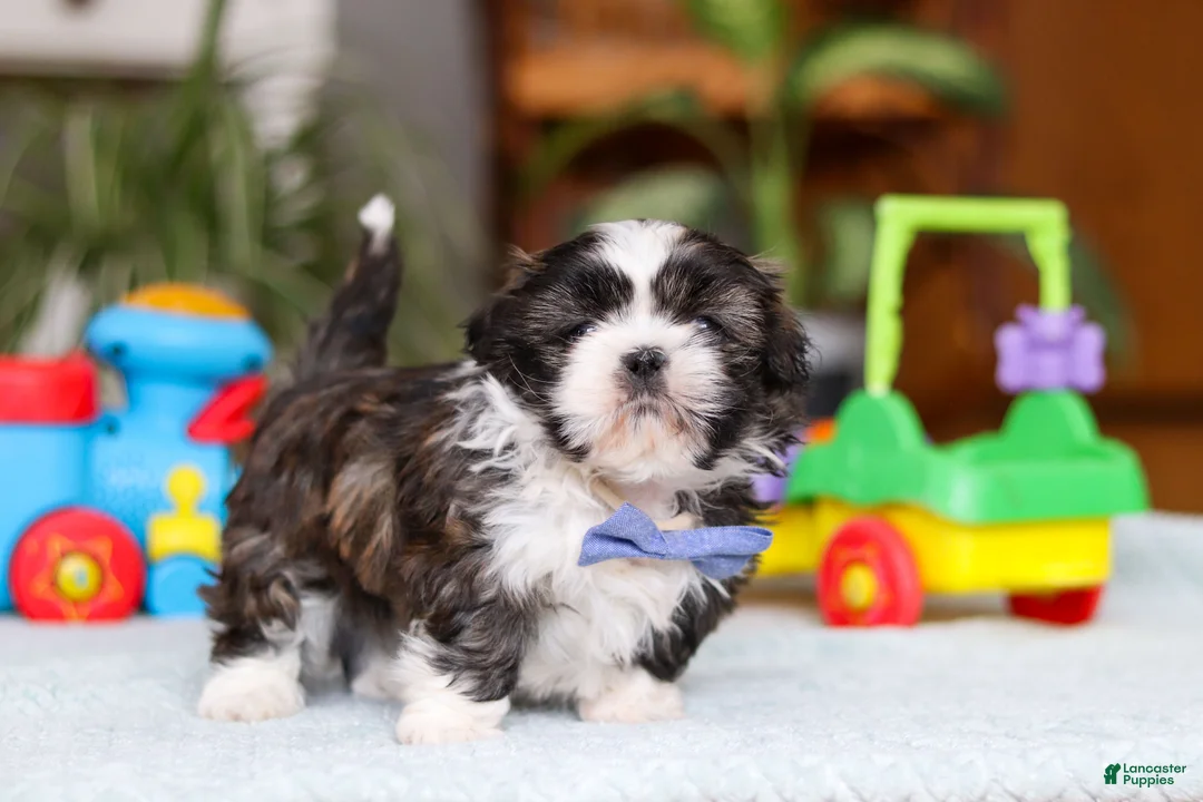 Shih Tzu dogs for sale: Carlson - Ad 11