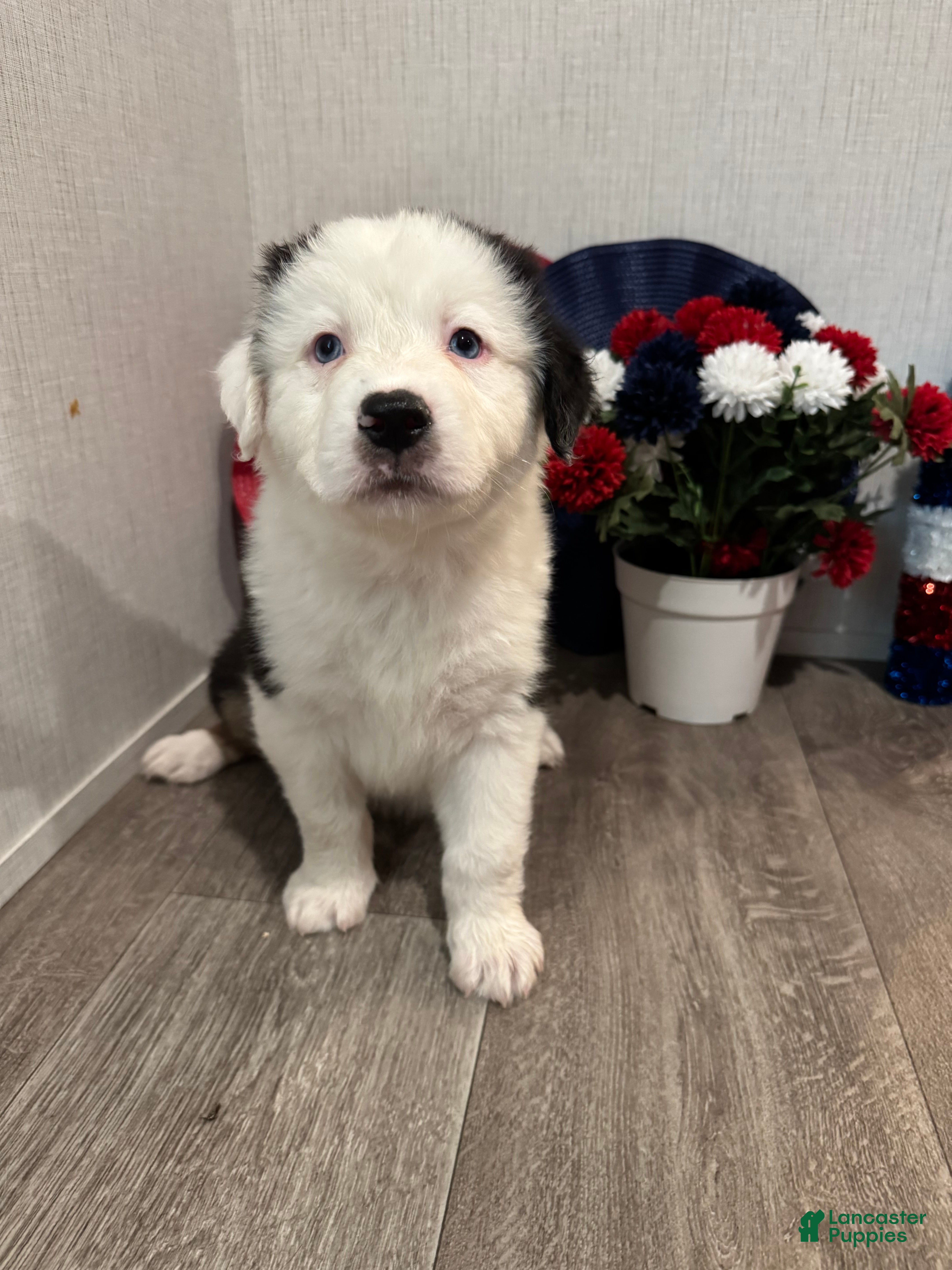 Australian Shepherd dogs Kenny - Ad 1