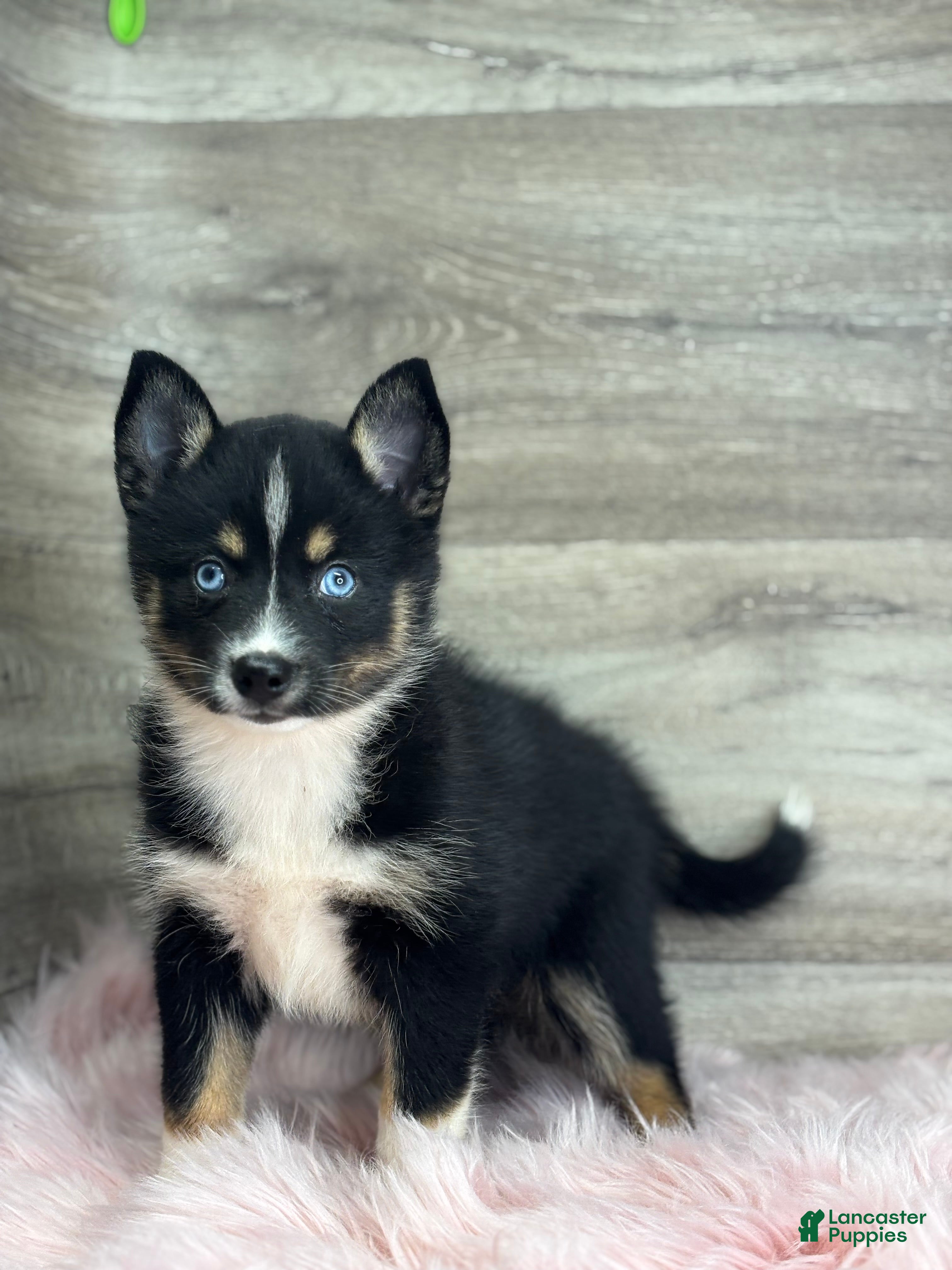 Pomsky dogs Evelyn - Ad 2