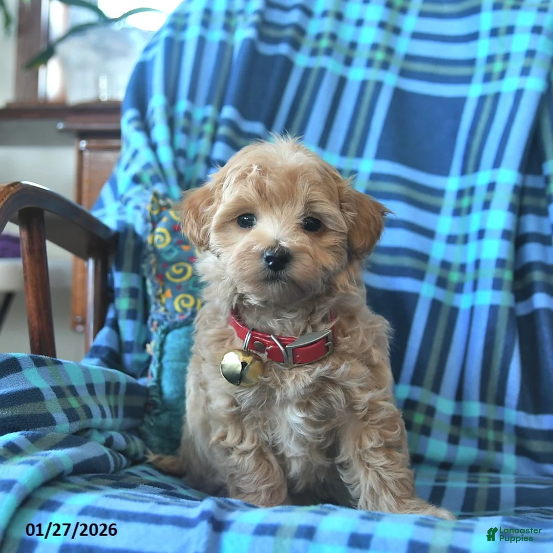 Maltipoo dogs for sale: Lillian  - Ad 1