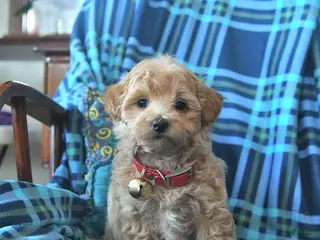 Maltipoo dogs Lillian - Ad 31