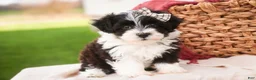 Havanese dogs for sale: Piper - Ad 4