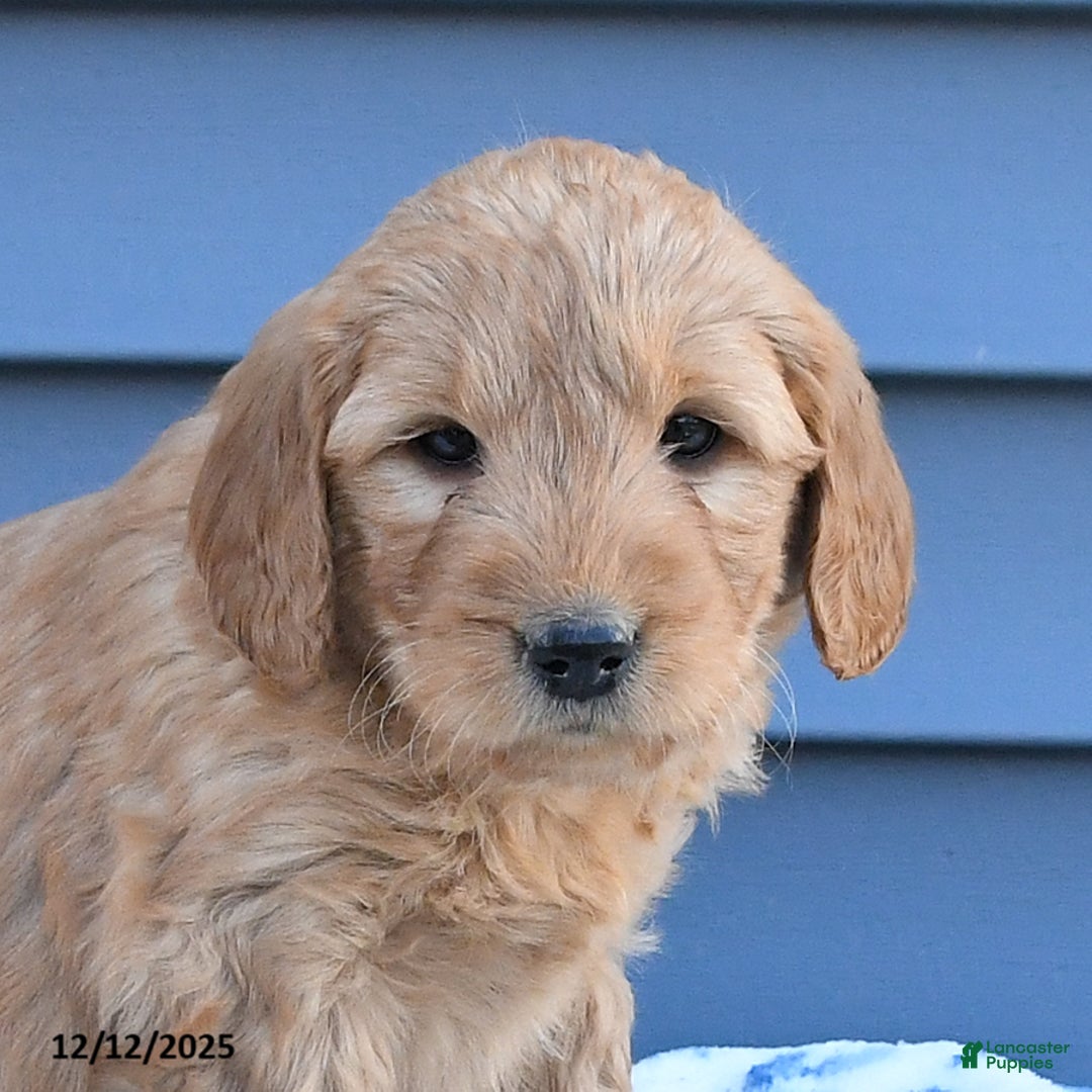 Goldendoodle dogs for sale: Bailey - Ad 4