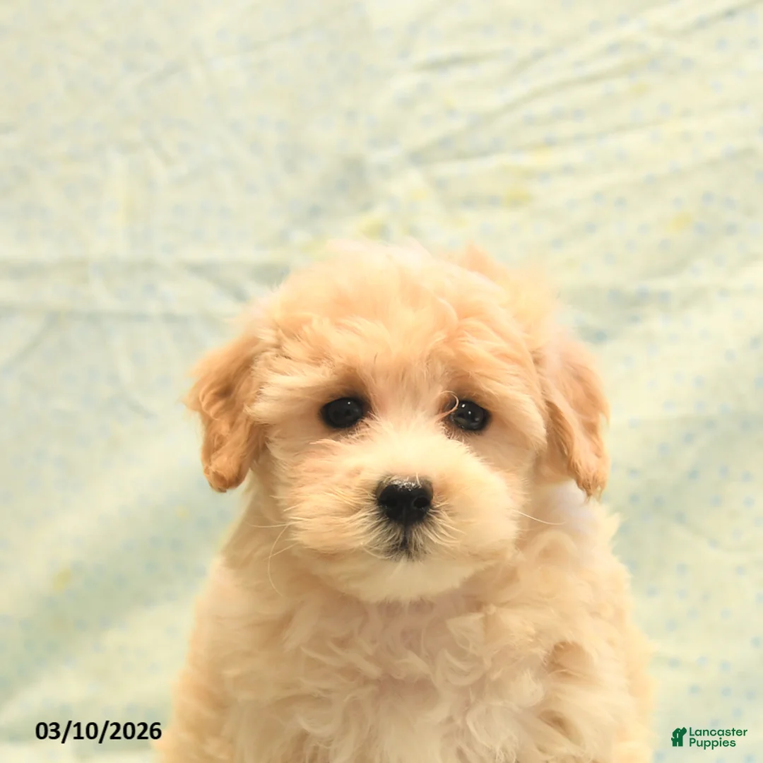 Havapoo dogs for sale: Philip - Ad 5