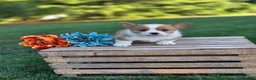 Welsh Corgi Pembroke dogs for sale: Goldie - Ad 1