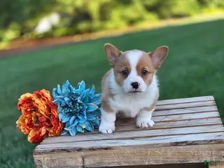 Welsh Corgi Pembroke dogs for sale: Goldie - Ad 4