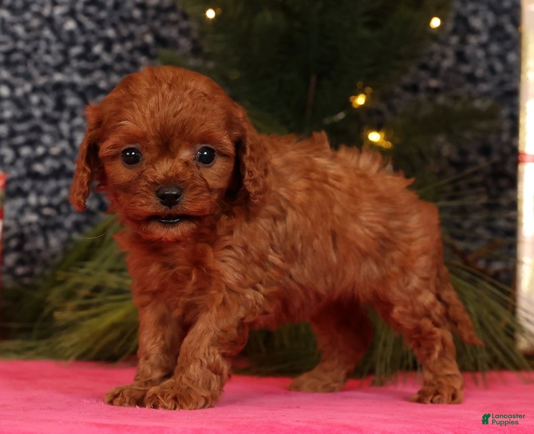 Cavapoo dogs for sale: Lana - Ad 2