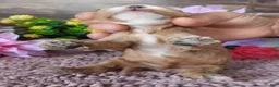 Cavapoo dogs for sale: #3 Male (Whitney's) - Ad 3