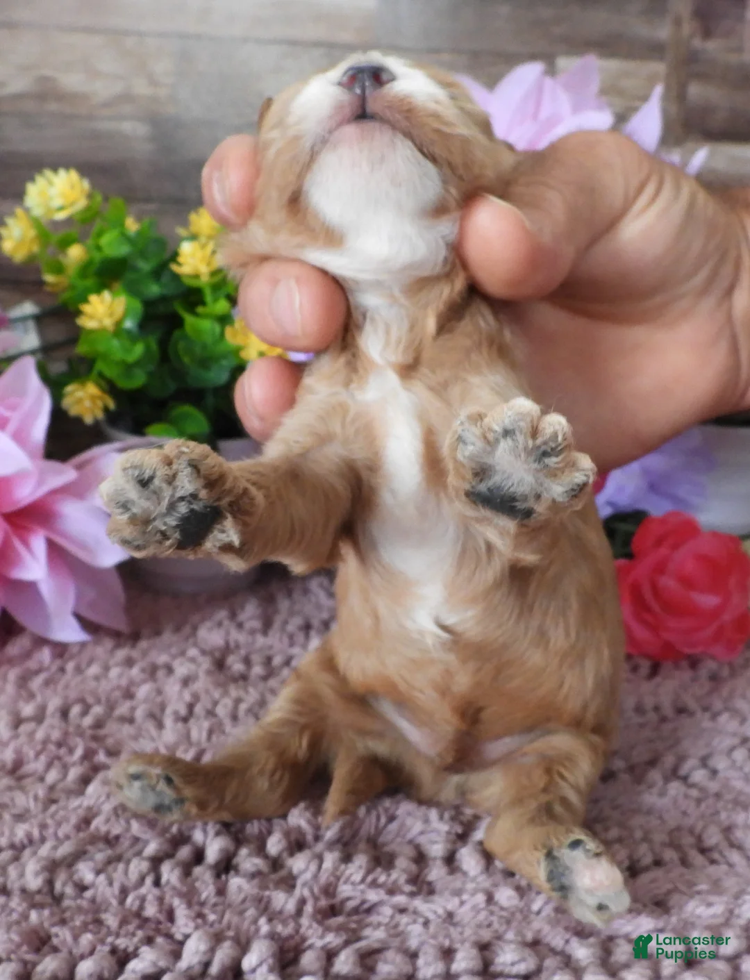 Cavapoo dogs for sale: #3 Male (Whitney's) - Ad 3