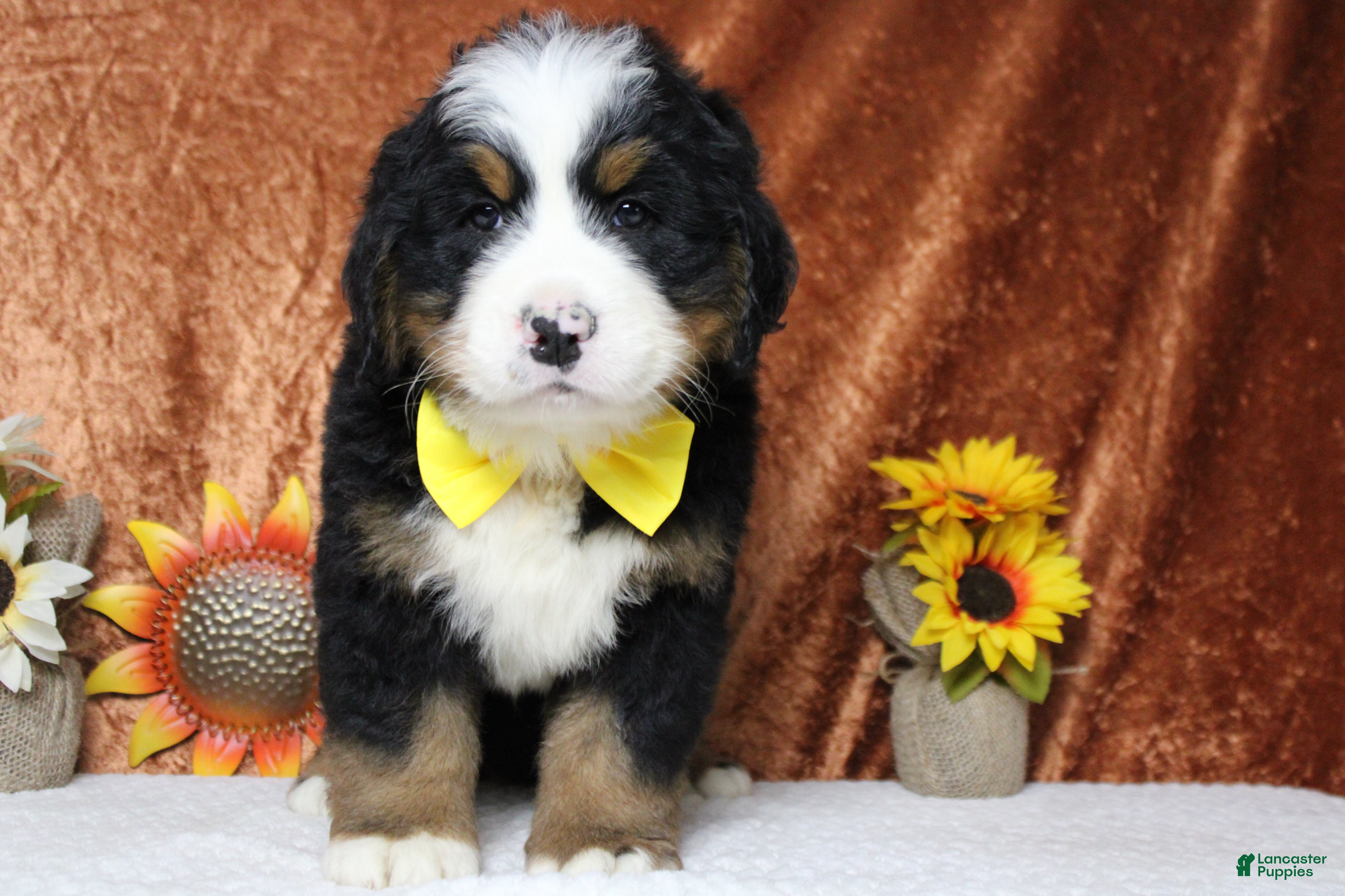 Bernese Mountain Dog dogs Murphy  - Ad 6