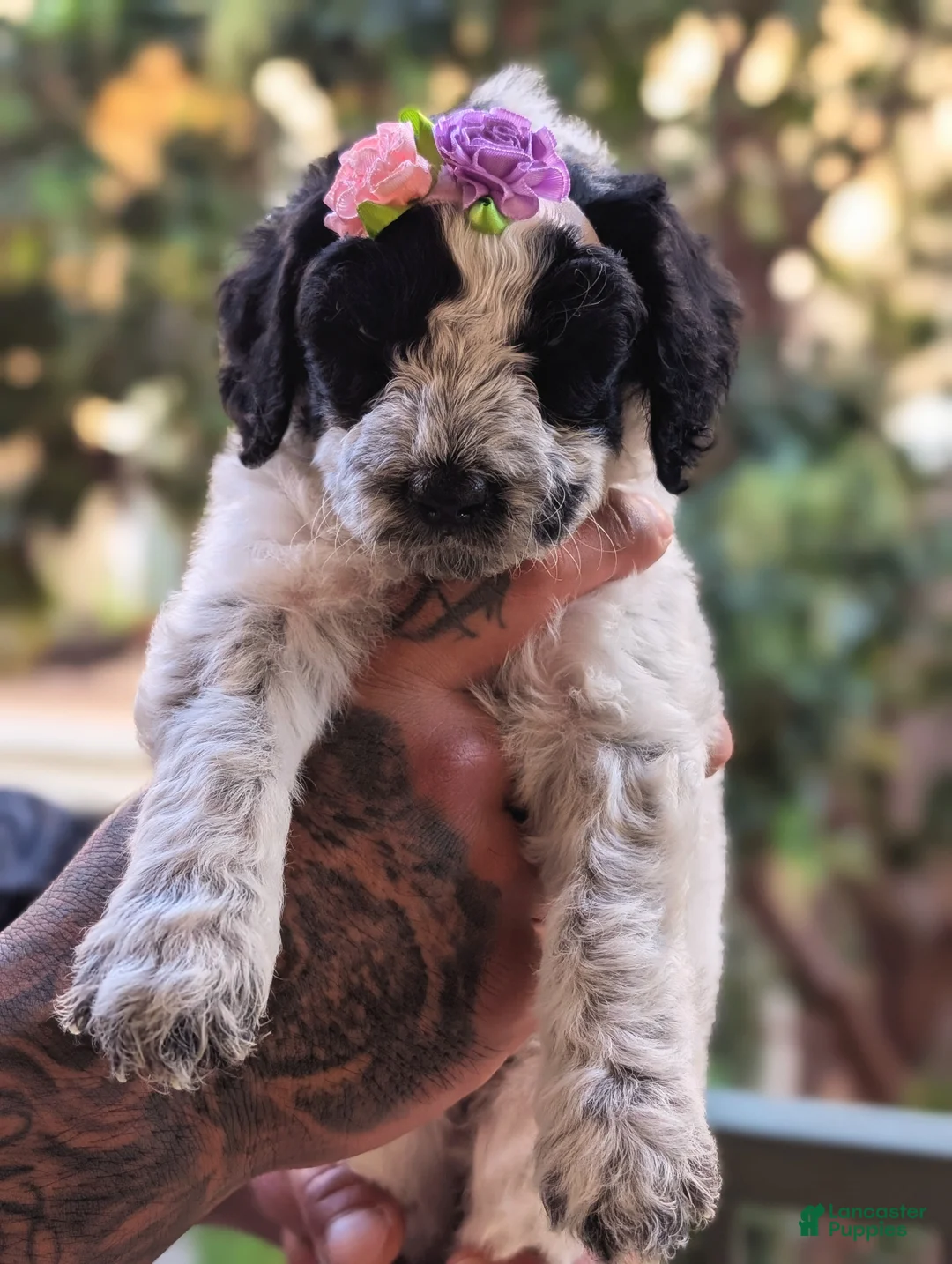 Mixed Breed dogs for sale: MARILYN  - Ad 4