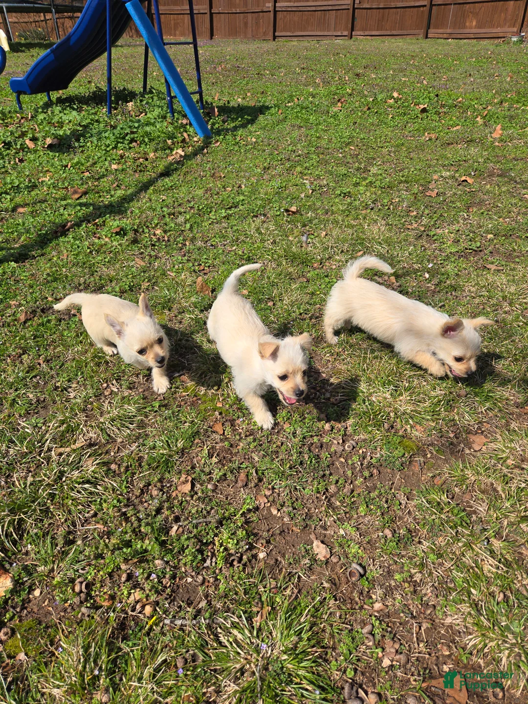 Mixed Breed dogs for sale: Mixed Breed Puppy 3 - Ad 3