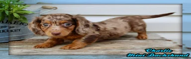 Charlie Male AKC Mini Dachschund