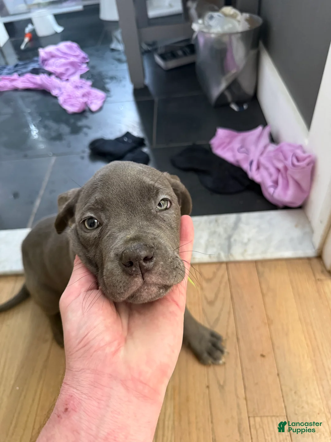 Cane Corso dogs for sale: Cane Corso Puppy 3 - Ad 1