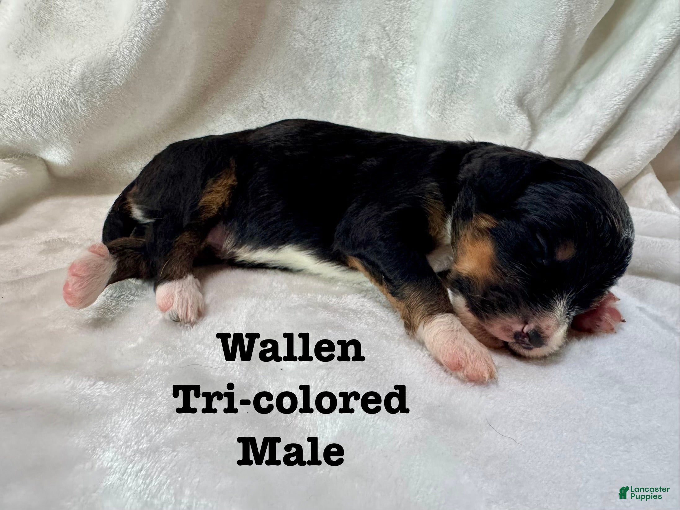 Bernedoodle dogs Wallen - Ad 29