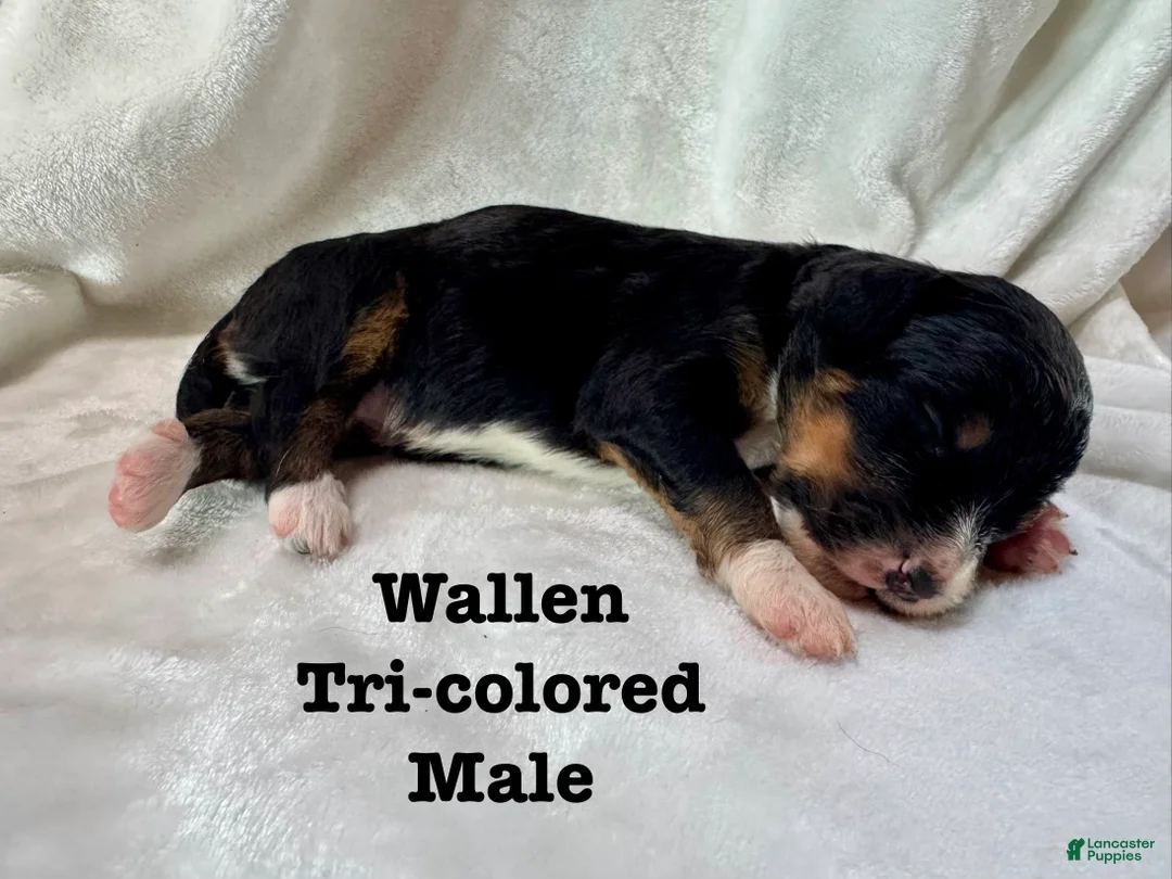 Bernedoodle dogs for sale: Wallen - Ad 2