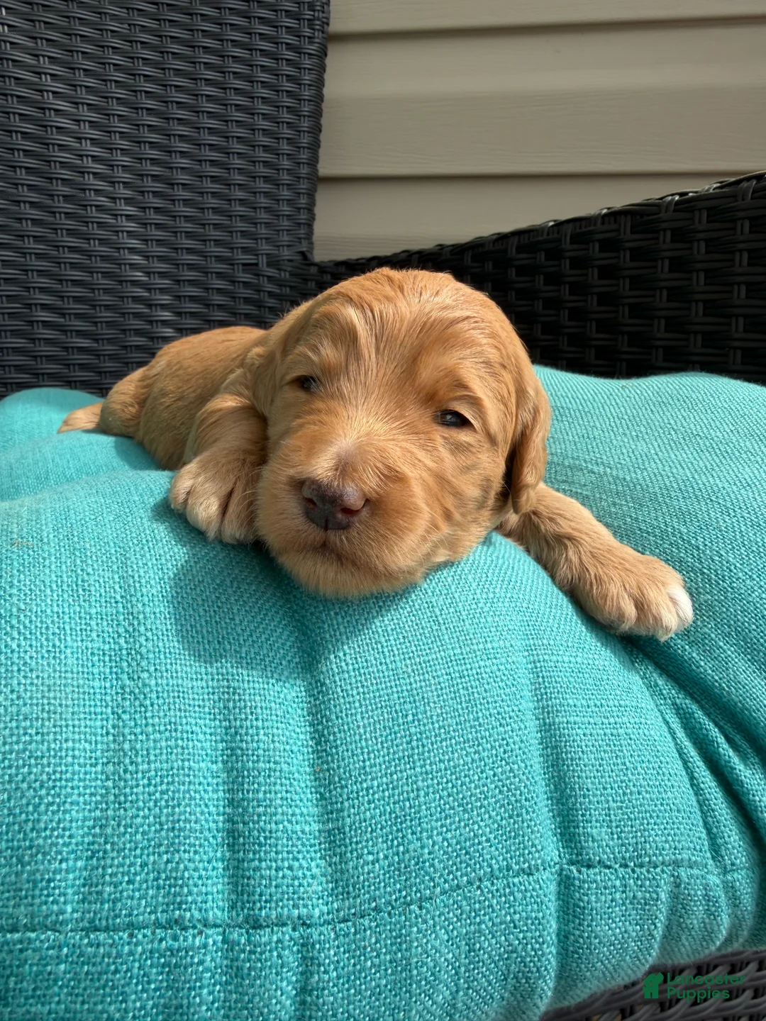 Mixed Breed dogs for sale: Bunny - Ad 1