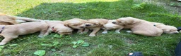 Golden Retriever dogs for sale: Orange  - Ad 9
