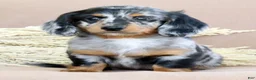 Miniature Dachshund dogs for sale: Leo - Ad 2