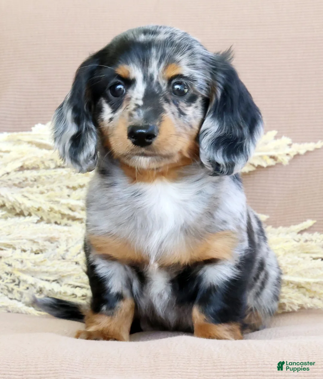 Miniature Dachshund dogs for sale: Leo - Ad 2