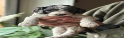 Standard Poodle dogs for sale: Standard Poodle Puppy 1 - Ad 5