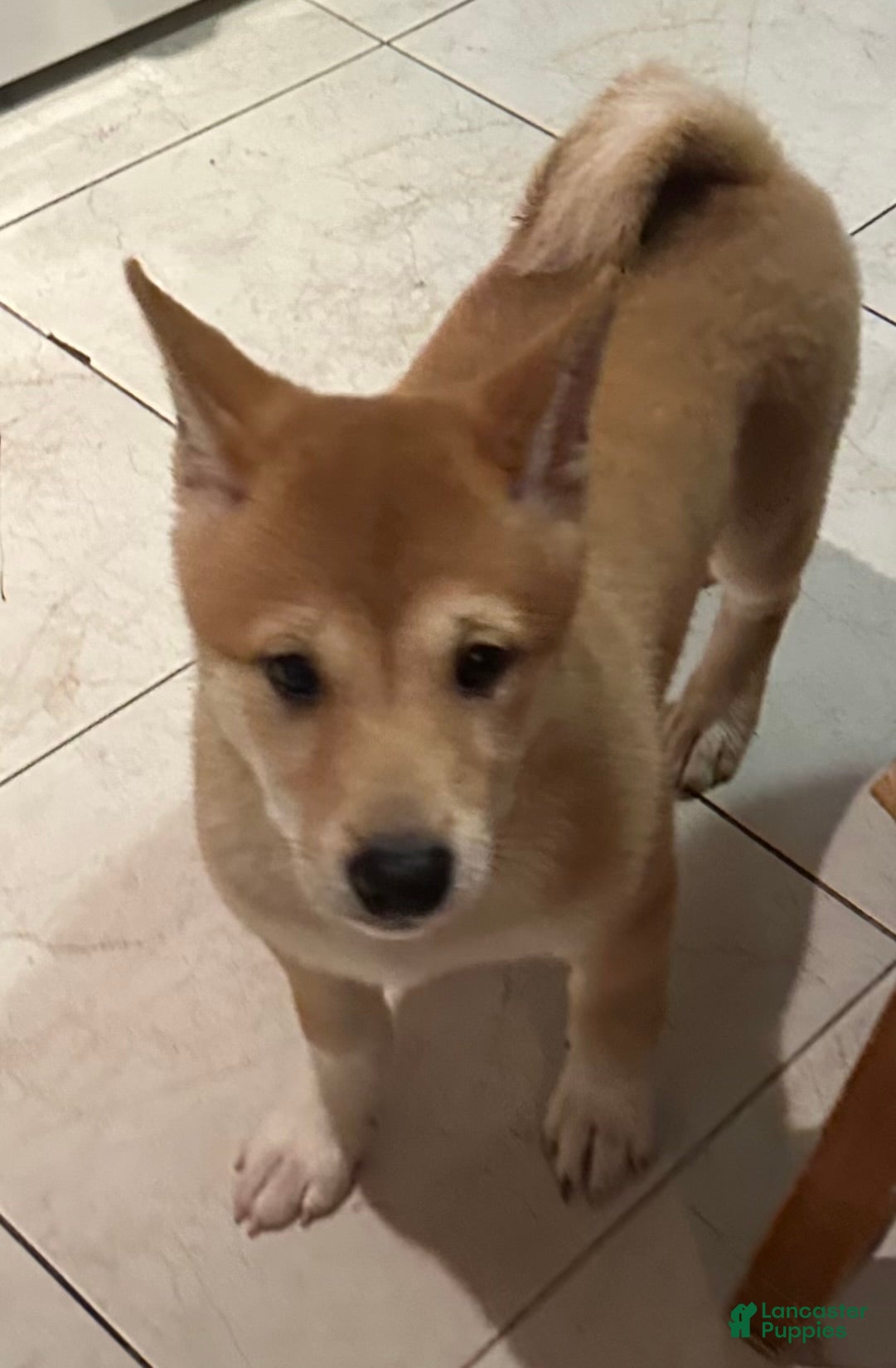 Shiba Inu dogs Nala - Ad 1