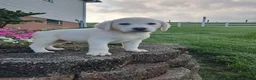Labrador Retriever dogs for sale: Arch - Ad 7