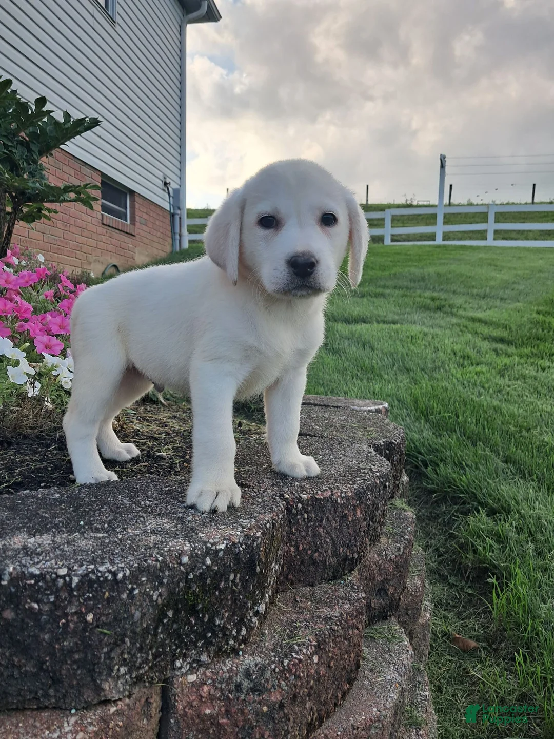 Labrador Retriever dogs for sale: Arch - Ad 7